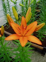 [1671 Nemo No01.JPG]